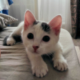 Test Anketa