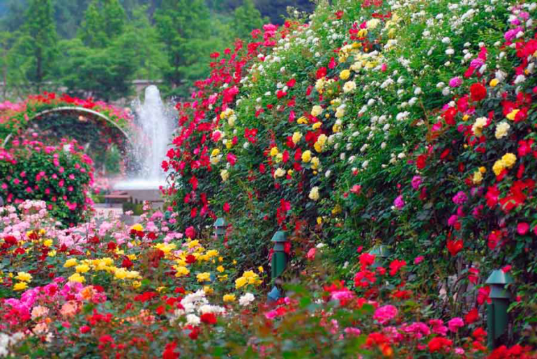 Go wild in the garden