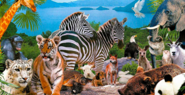 Italian Learning Animals Italian Online Classes, Lessons & Tutors | Onclass