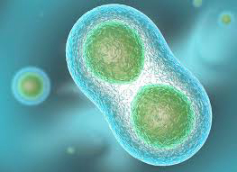Biology test №1