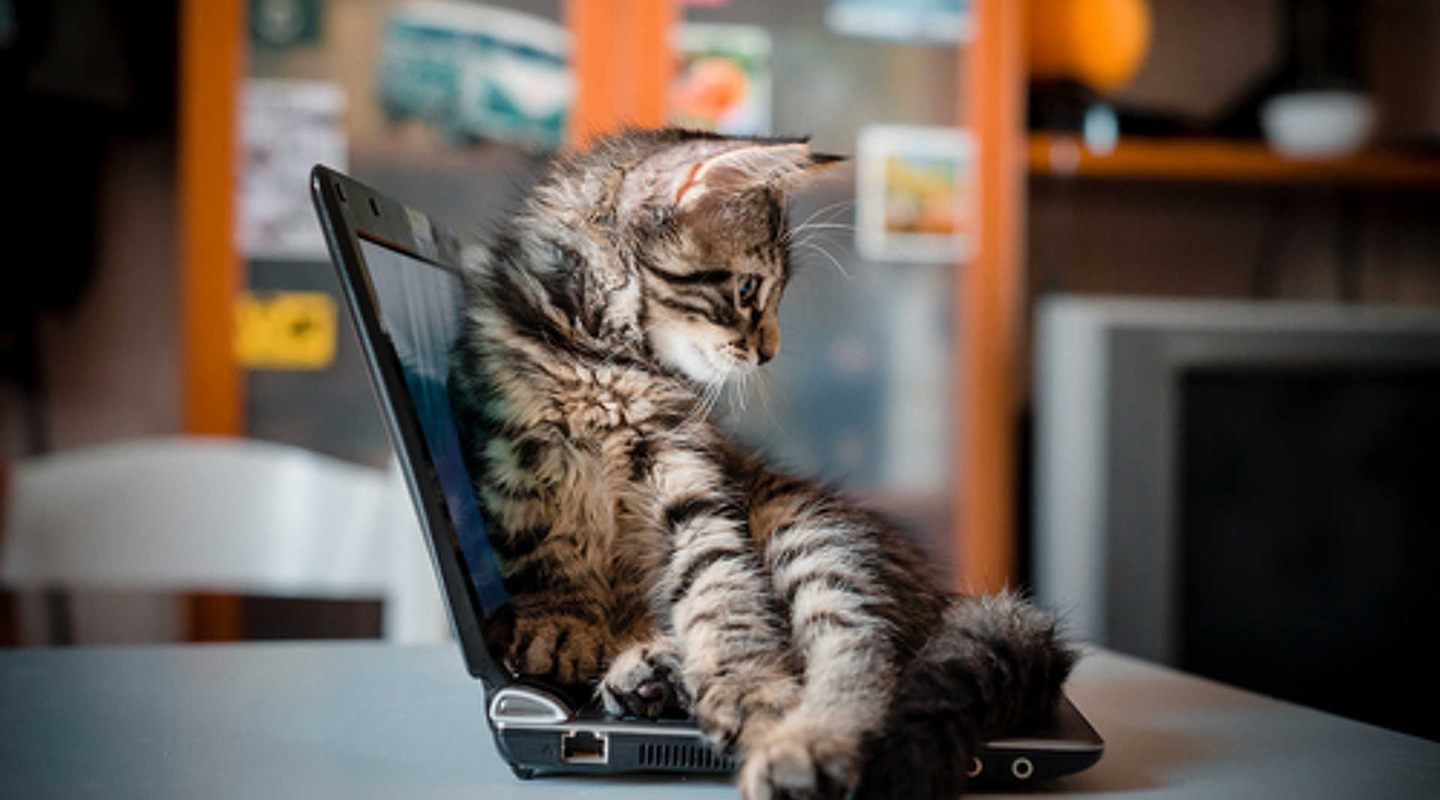 Котик за компьютером. Кот геймер. Котик за компьютером. Котик играющий в компьютер. Компьютерный кот.